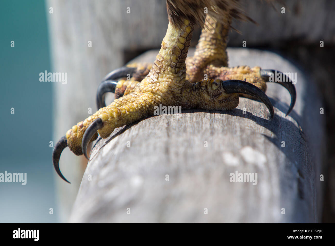 Legs and claws of an eagle hi-res stock photography and images - Alamy