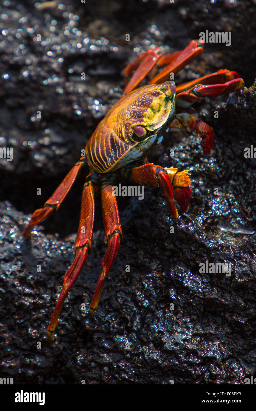 Sally Lightfoot Crab or Red Rock Crab walking on the black volcanic stone at the beach of Isabela, Galapgos Islands 2015. Stock Photo