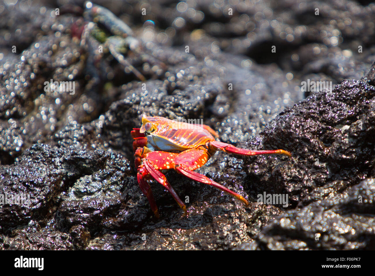 Sally Lightfoot Crab or Red Rock Crab walking on the black volcanic stone at the beach of Isabela, Galapgos Islands 2015. Stock Photo