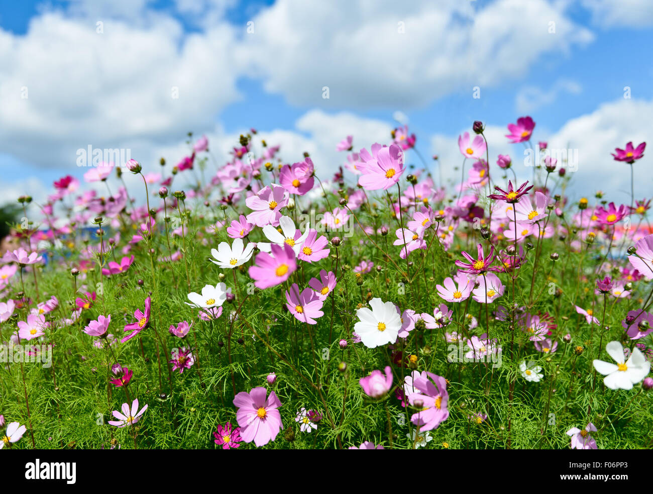 Summer field with daisies on blue sky Stock Photo