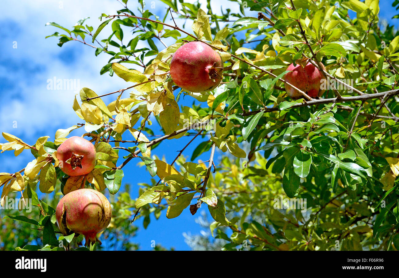 Sardinia Italy:pomegranate fruit. Stock Photo