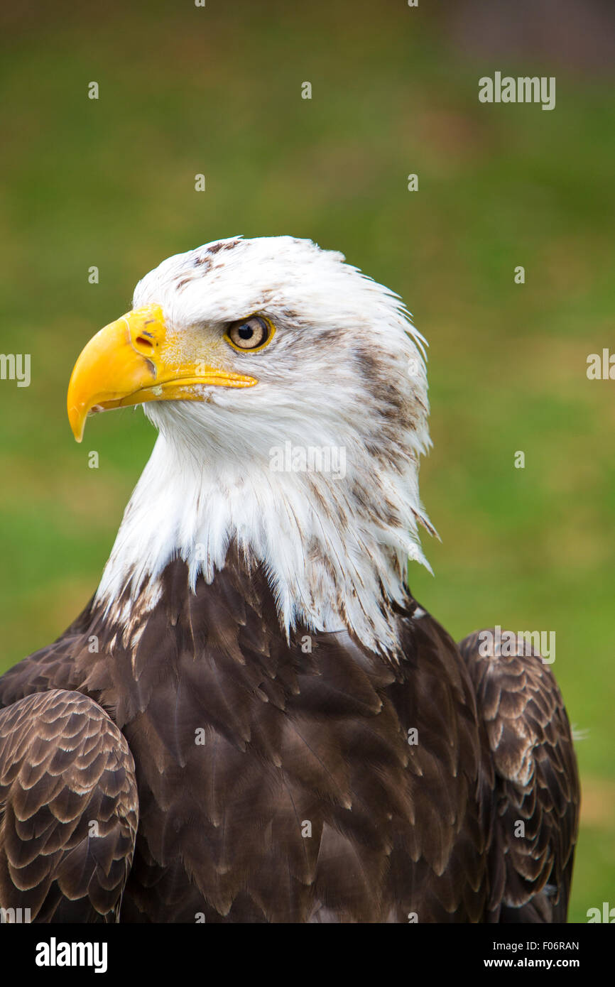 Head of an American Bald Eagle at an outdoor bird sanctuary near