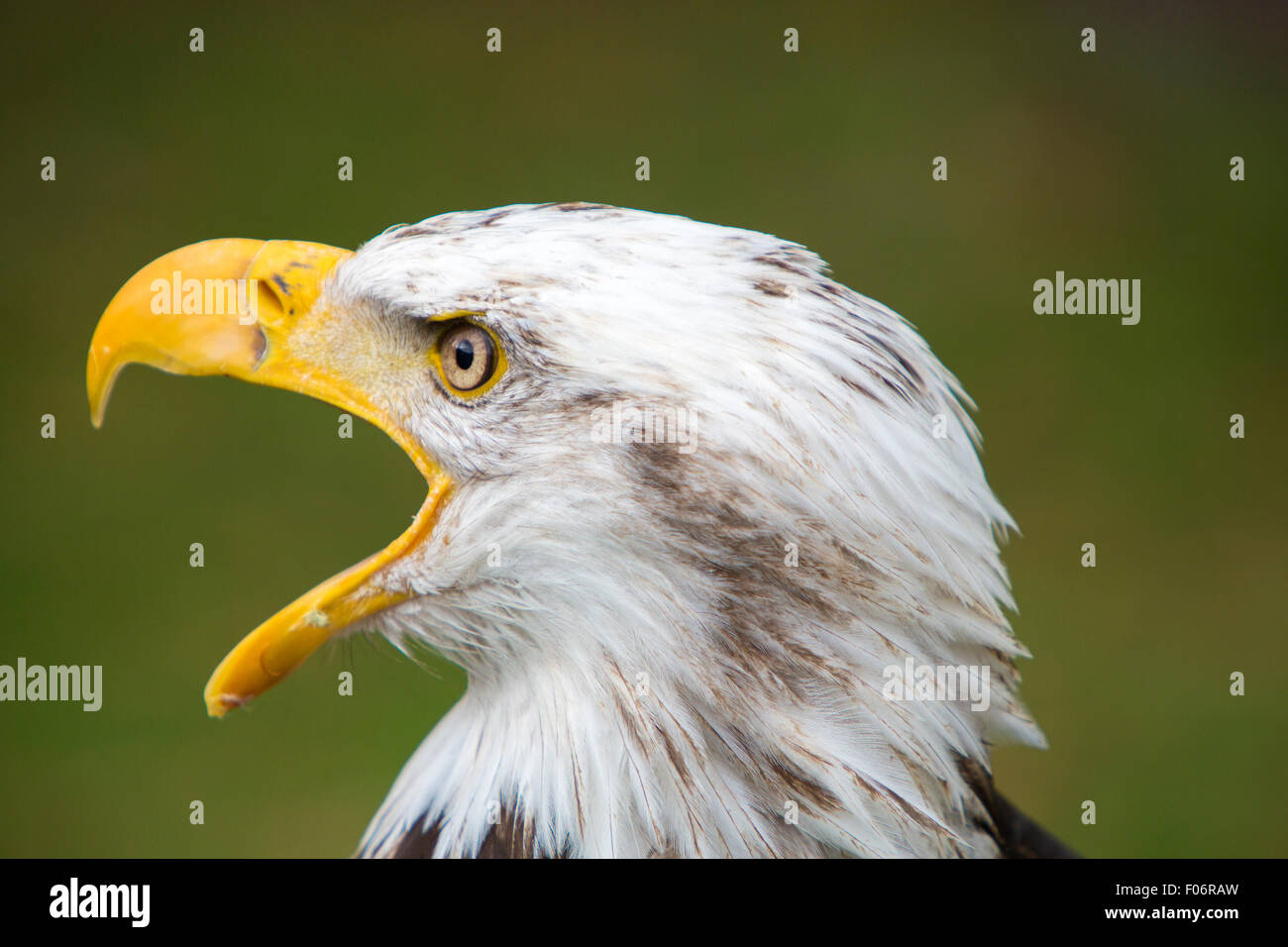 Head of an American Bald Eagle at an outdoor bird sanctuary near