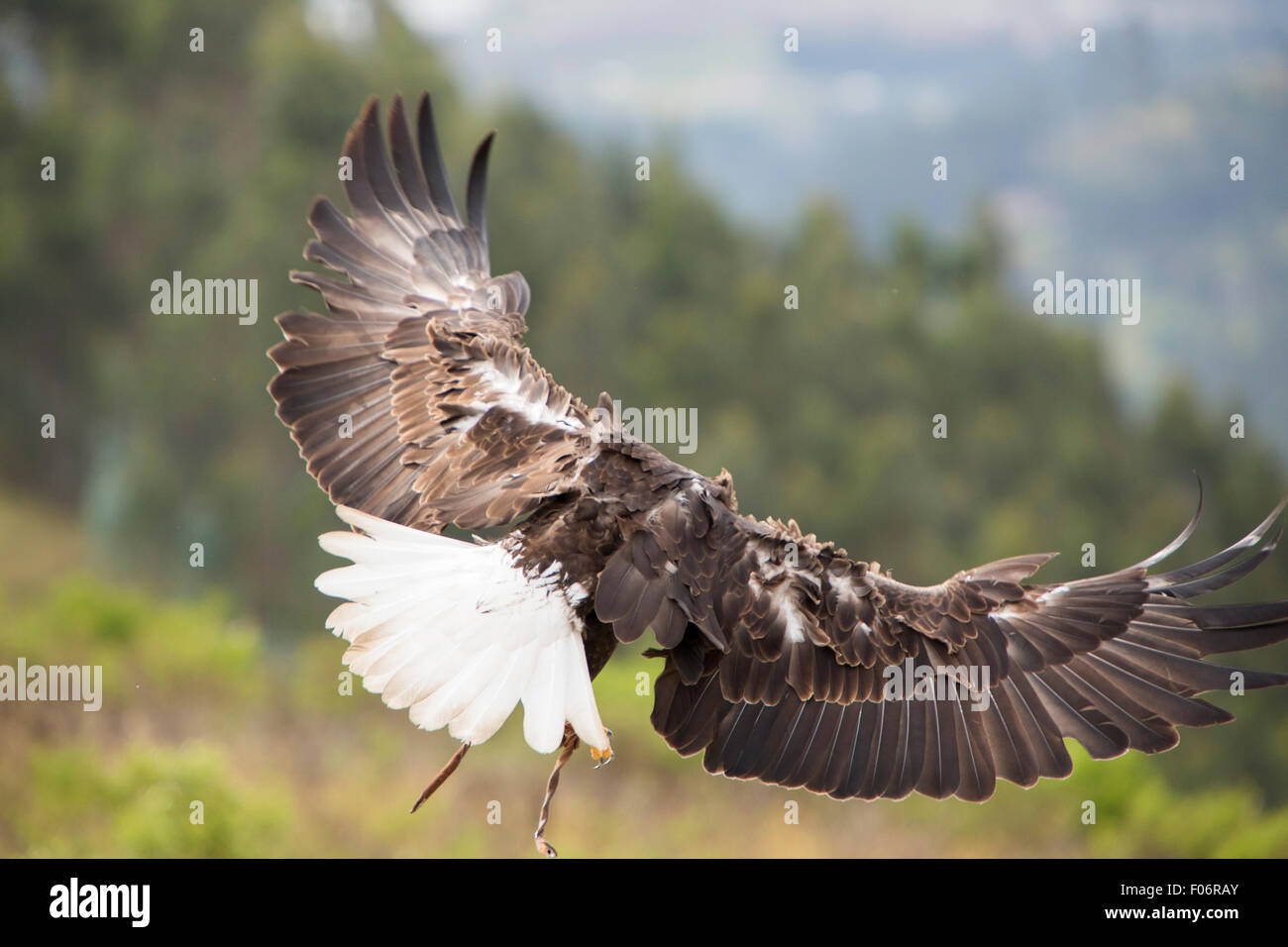 Flying American Bald Eagle at an outdoor bird sanctuary near Otavalo