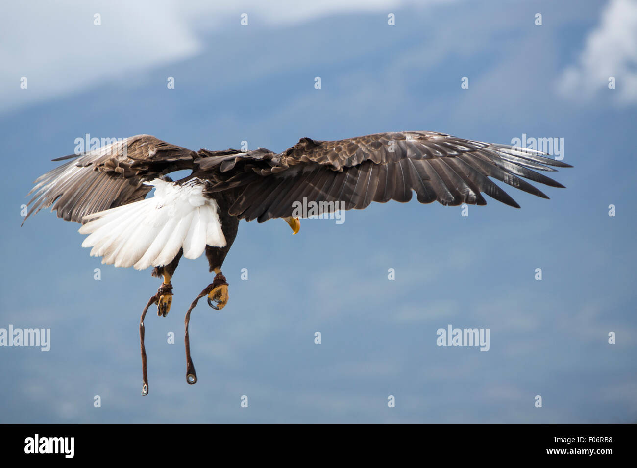 Flying American Bald Eagle at an outdoor bird sanctuary near Otavalo