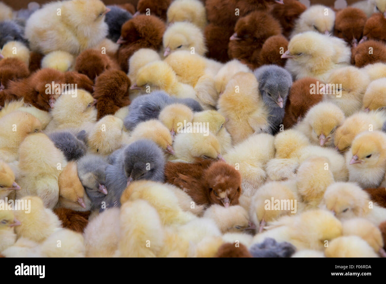 Live chickens for sale in the market hires stock photography and
