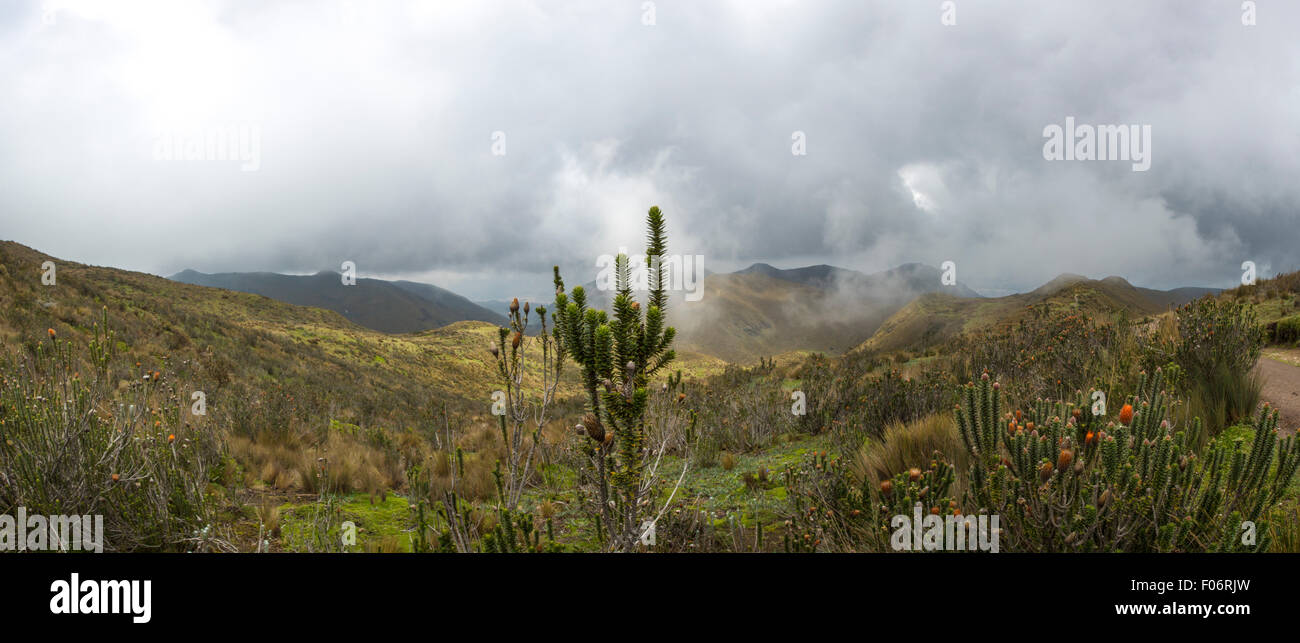 Mountain landscape on the way to the Pichincha volcano. Amazing wildlife and flora of the Andean highlands, at 4000 meters above Stock Photo