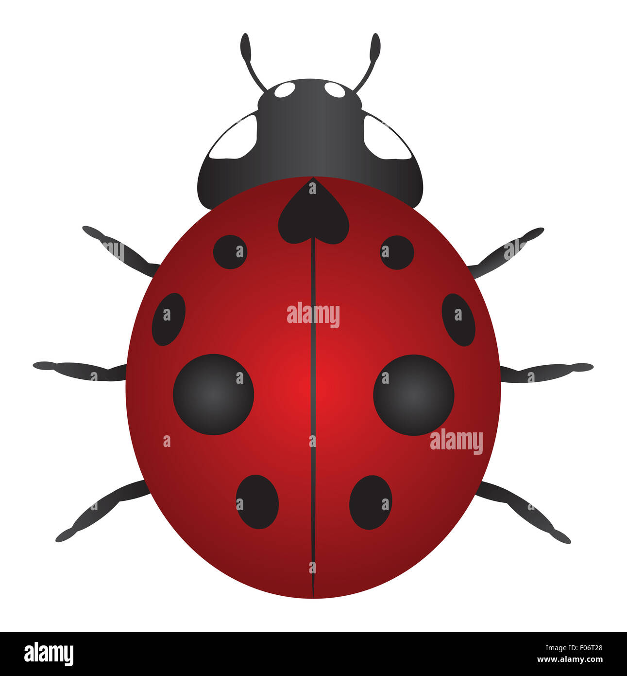 Nine-spotted Lady Beetle