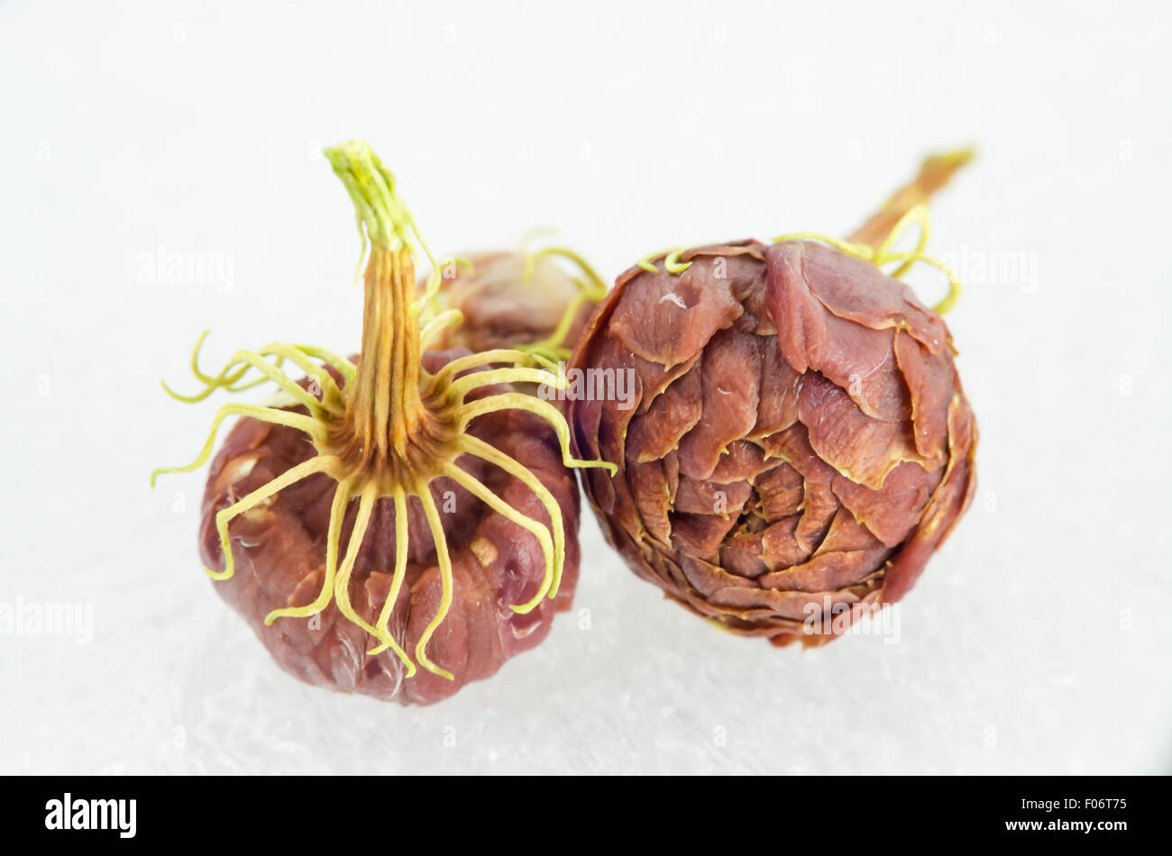 Dead jasmine flowers with selective focus and copy space Stock Photo