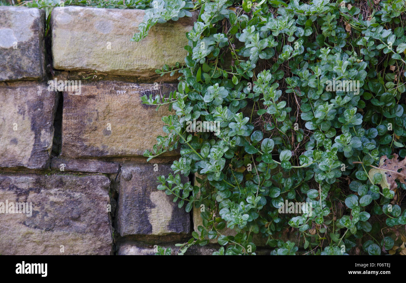 A convolvulus creeper plant hangs over a stone wall in a Sydney garden. the wall is made from Sandstone or Hawkesbury Sandstone. Stock Photo