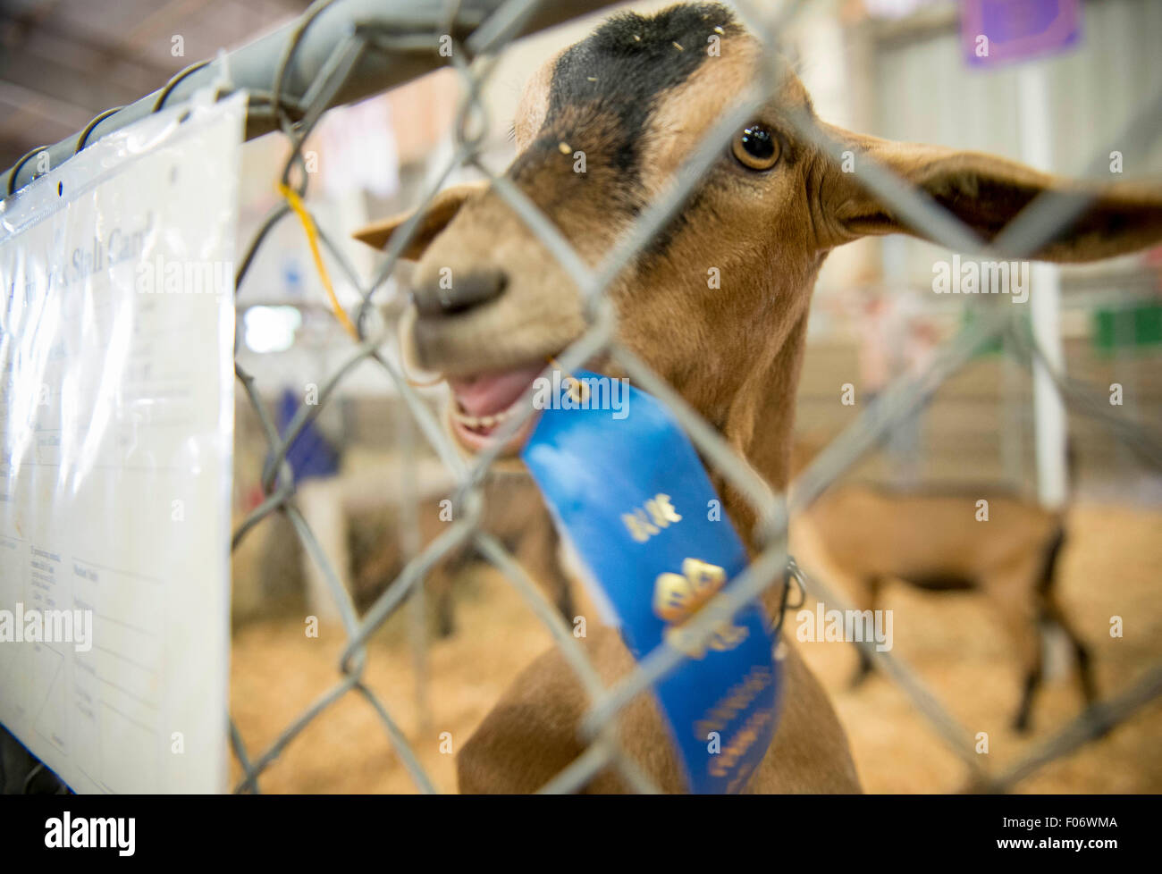 Roseburg, Oregon, USA. 8th Aug, 2015. A goat nibbles on its blue ribbon