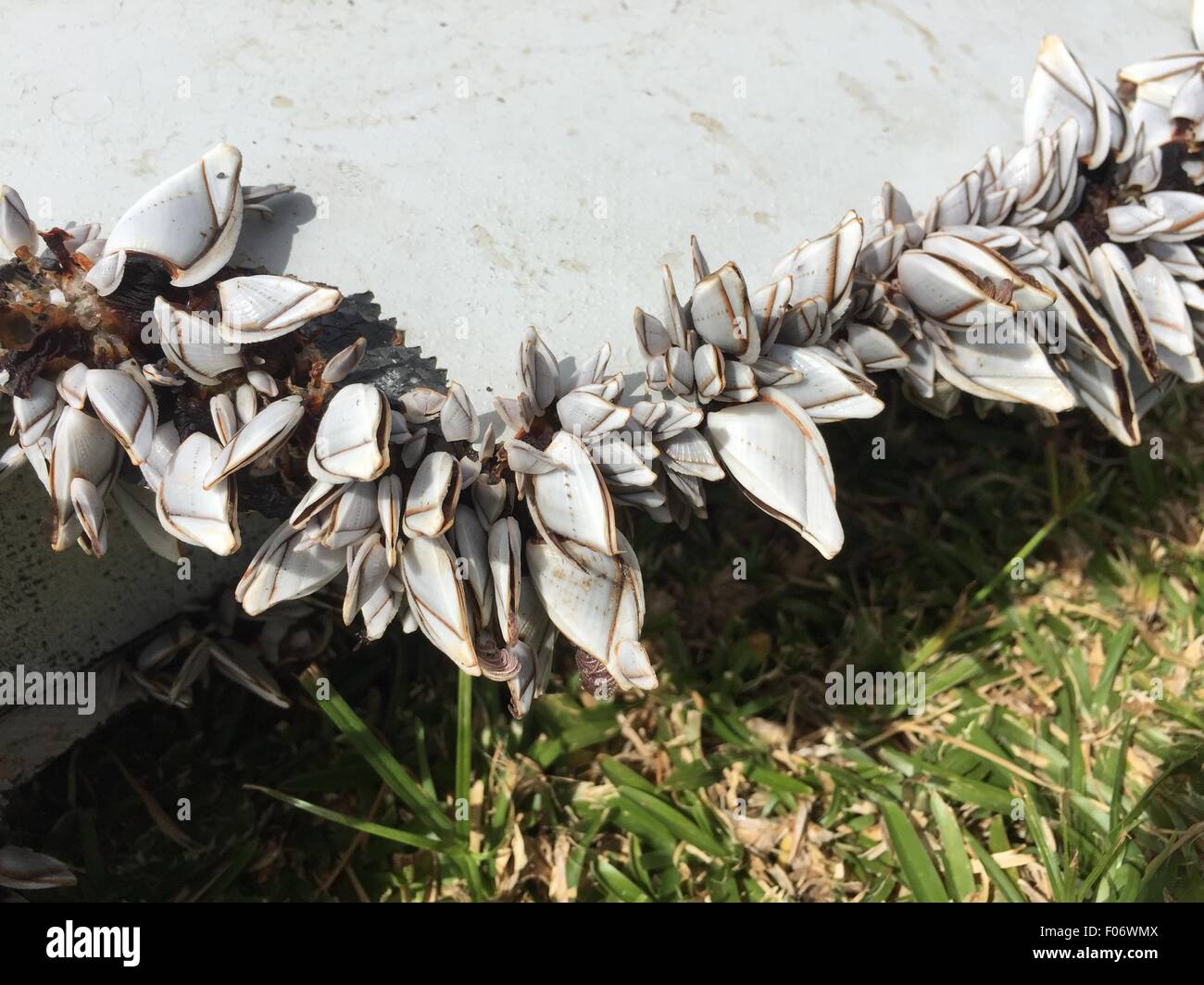 Beijing, China. 29th July, 2015. Photo taken on July 29, 2015 shows shells growing on a piece of debris on the Reunion Island. Verification has confirmed that the debris discovered on the Reunion Island belonged to missing Malaysian Airlines flight MH370. © Romain Latournerie/Xinhua/Alamy Live News Stock Photo