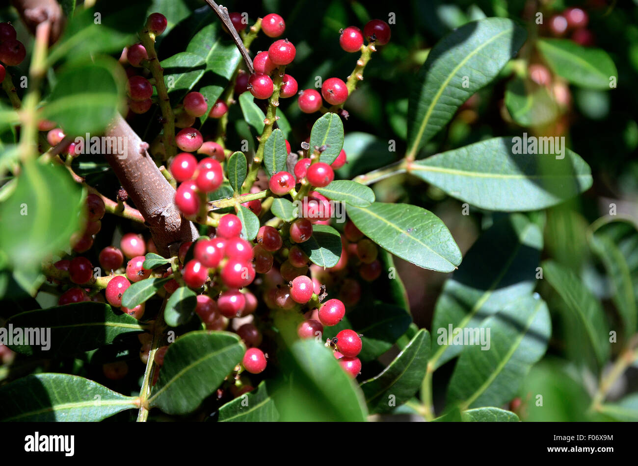 Sardinia, Italy: berries of mastic. Stock Photo