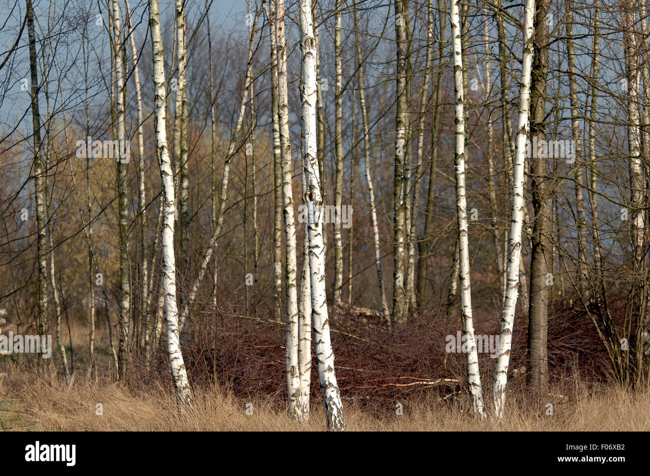 Birkenbaum hi-res stock photography and images - Alamy