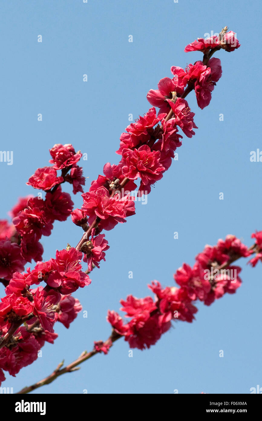 Pfirsichbluete, Pfirsich, prunus, persica, Kurowaka, yaguchi Stock Photo
