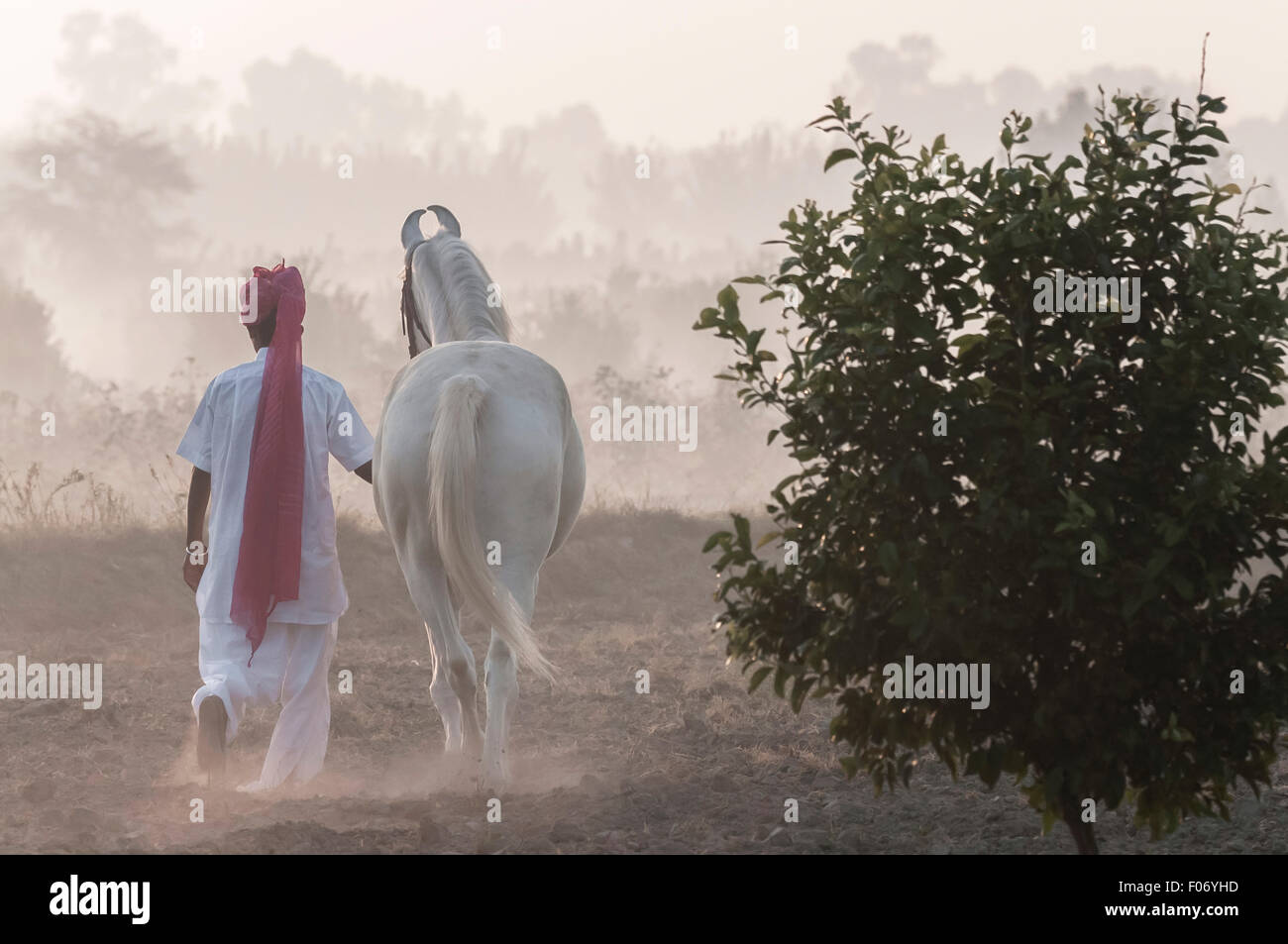 Indian man leading his marwari horse at dawn in a field with trees and mist in the background and a tree in the foreground Stock Photo