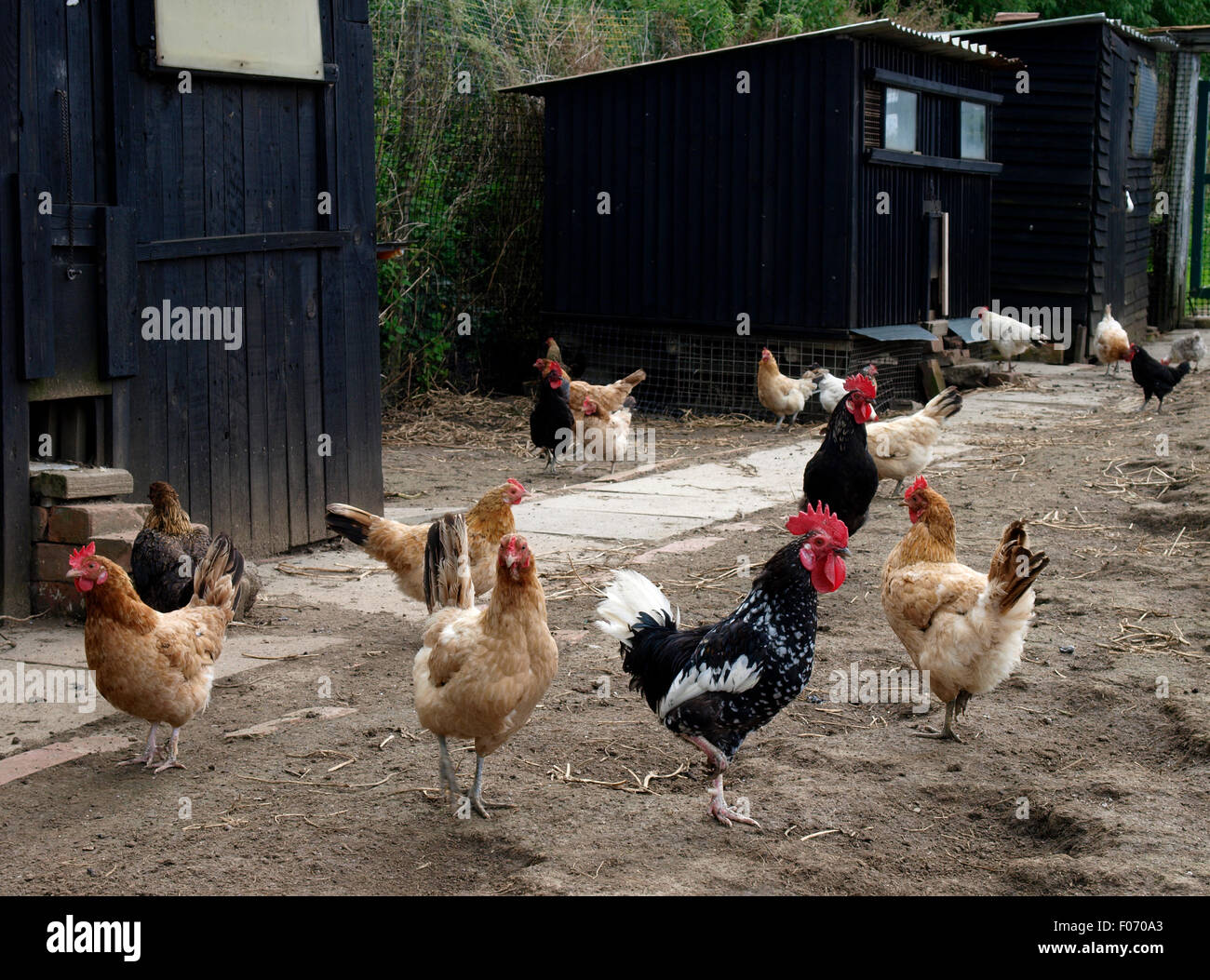 Chickens uk hires stock photography and images Alamy