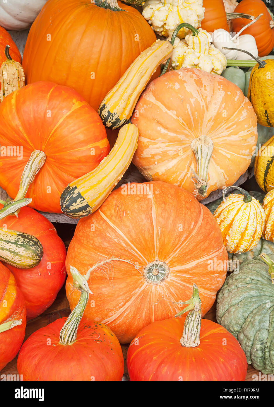 Colorful pumpkins collection on the autumn market Stock Photo - Alamy