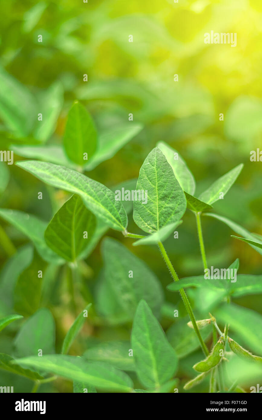 Soybean crops in field, soya bean growing on plantation, selective focus. Stock Photo