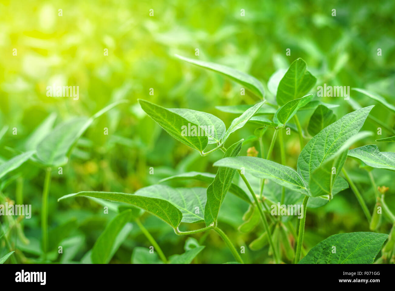 Soybean crops in field, young green soya bean growing on plantation, sunlight flare effect, selective focus. Stock Photo