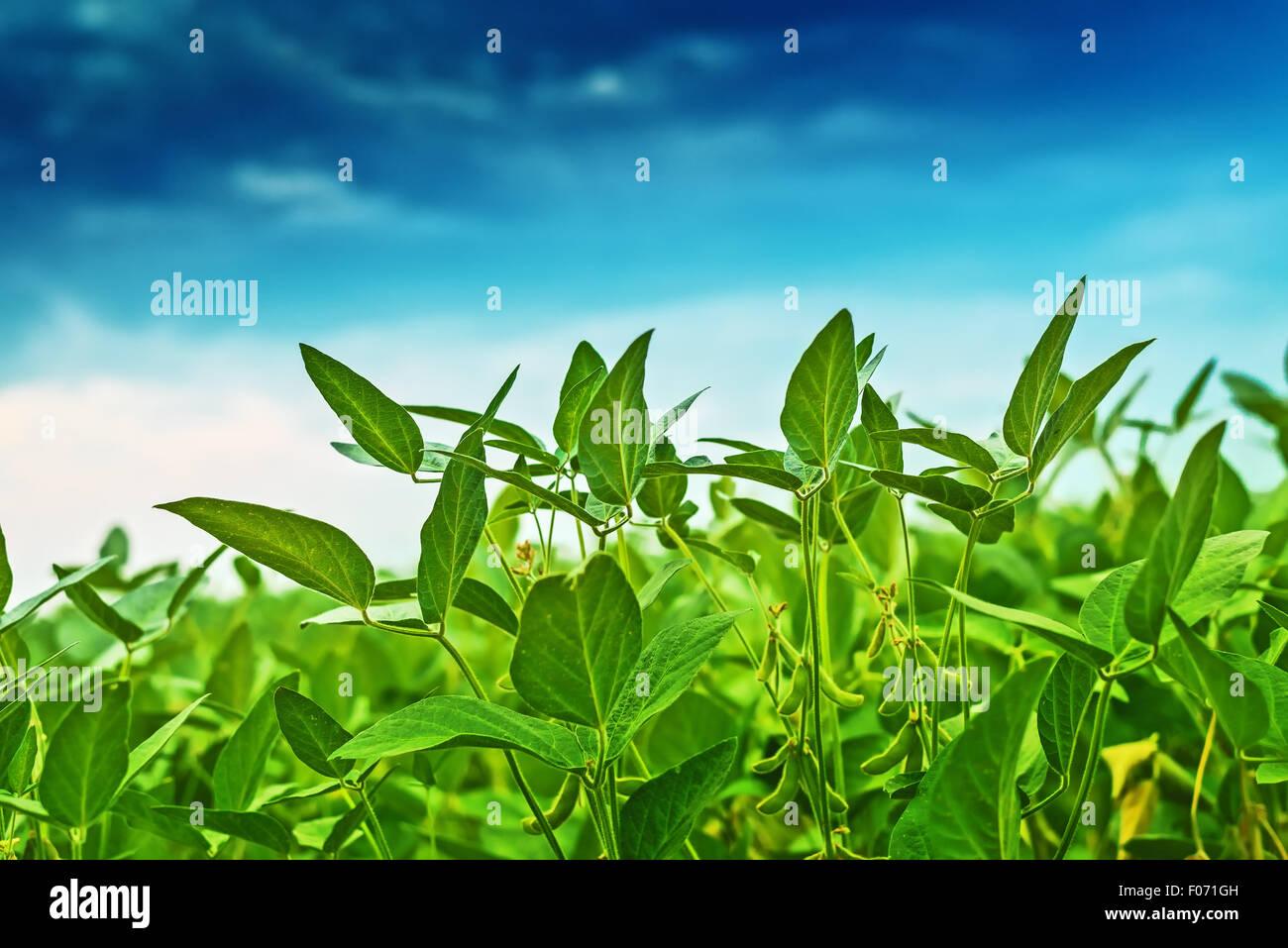 Soybean crops in field, soya bean growing on plantation, blue sky in background, selective focus. Stock Photo
