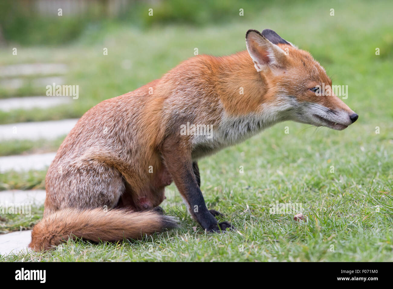 A suburban Red Fox (Vulpes vulpes) vixen in a garden, Hastings, East Sussex, UK Stock Photo