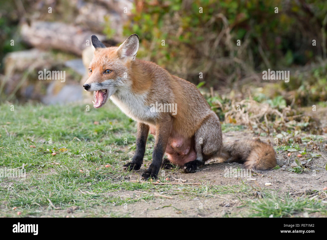 fox vuxen megan