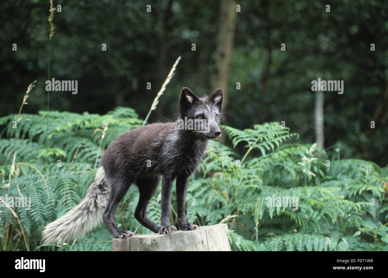 Arctic Fox captive taken in profile looking right standing on old tree stump Stock Photo