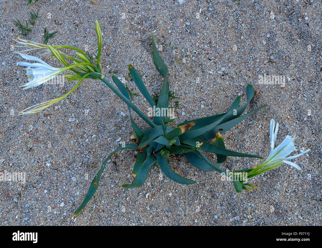 Sardinia, Italy: a flower of Sea Lily (Pancratium maritimum) Stock Photo
