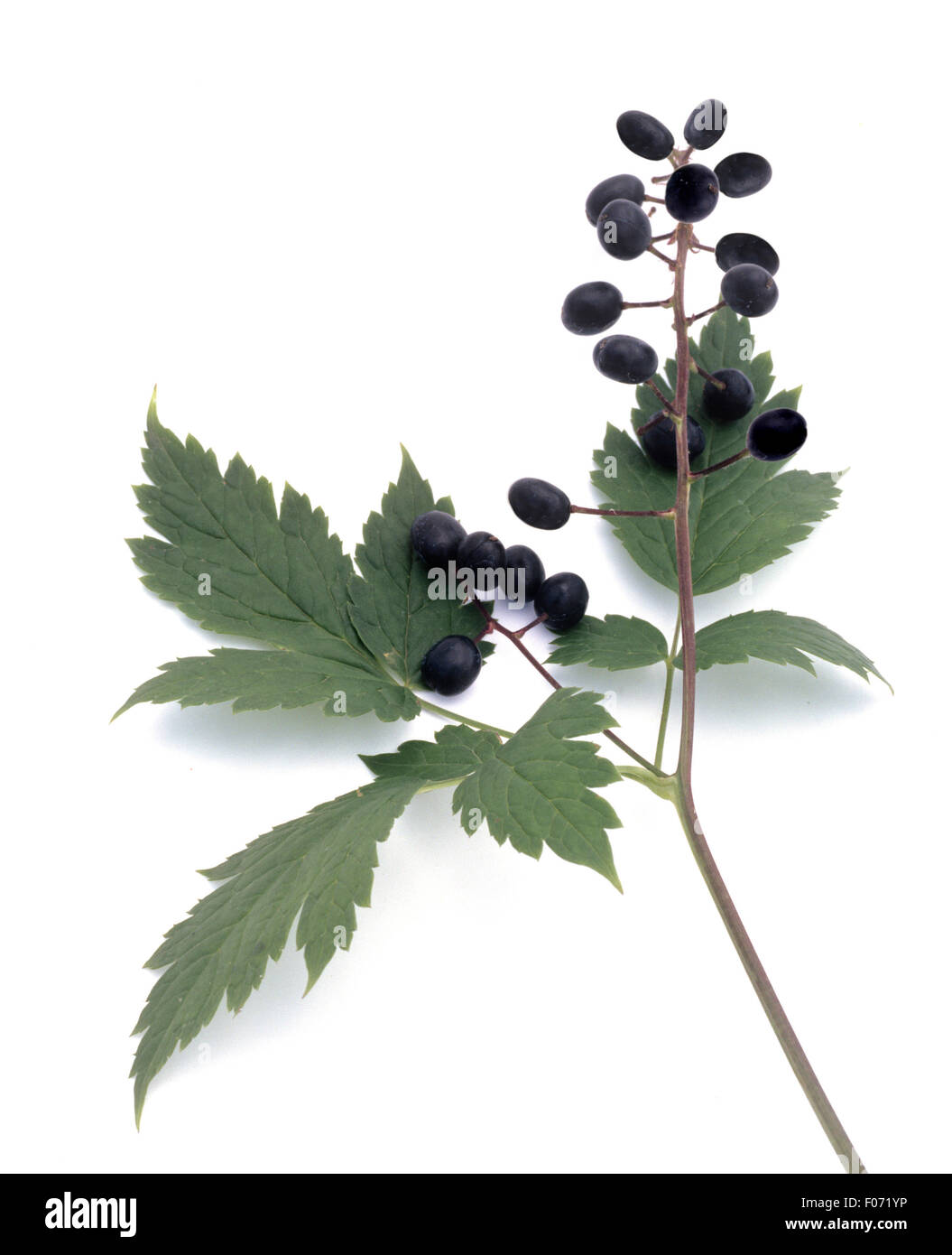 Christophskraut, Actaea spicata, Aehriges, Stock Photo