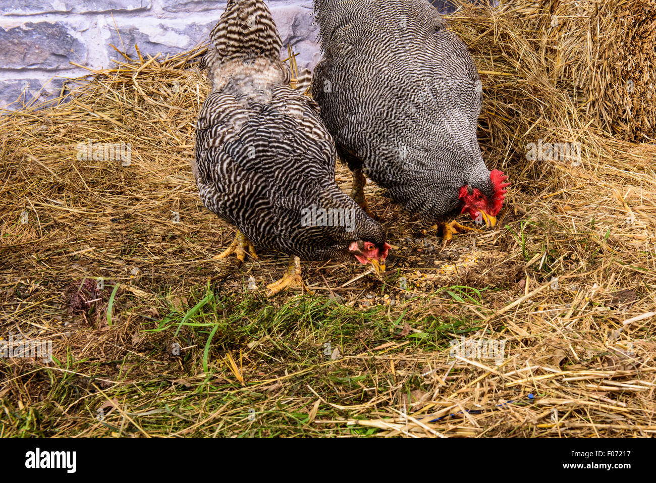 Hen and Rooster feeding btogether Stock Photo - Alamy