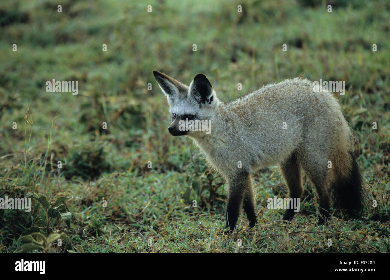 Bat Eared Fox taken in profile looking left standing on open grassland Stock Photo