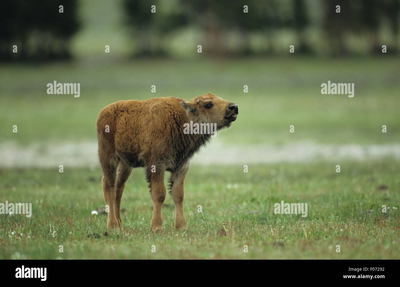 Bison young calf taken in profile looking right head up calling standing in open grassland Stock Photo