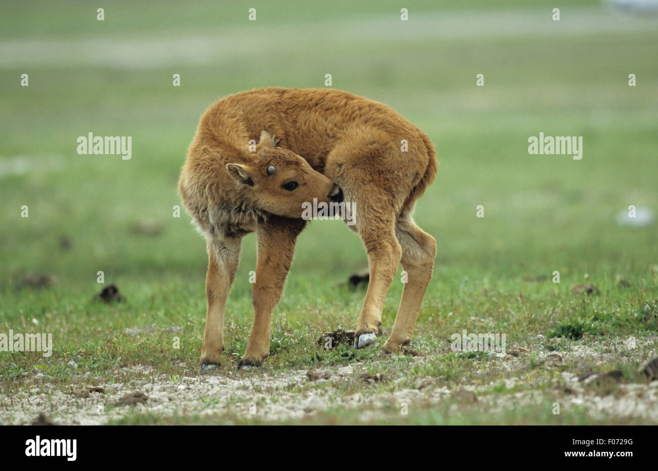 Bison young calf taken in profile head back to right licking back leg standing on open grassland Stock Photo