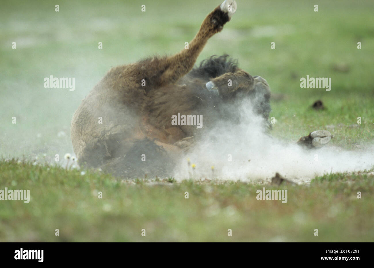 Bison rolling on its back in the dirt creating a dust cloud with its feet in the air Stock Photo
