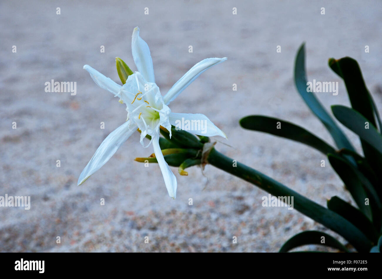Sardinia, Italy: a flower of Sea Lily (Pancratium maritimum) Stock Photo