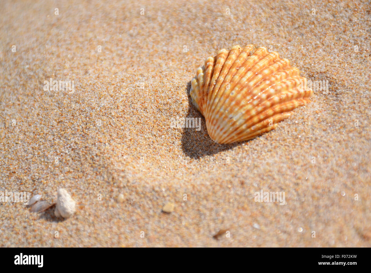 Shell on the beach Stock Photo Alamy