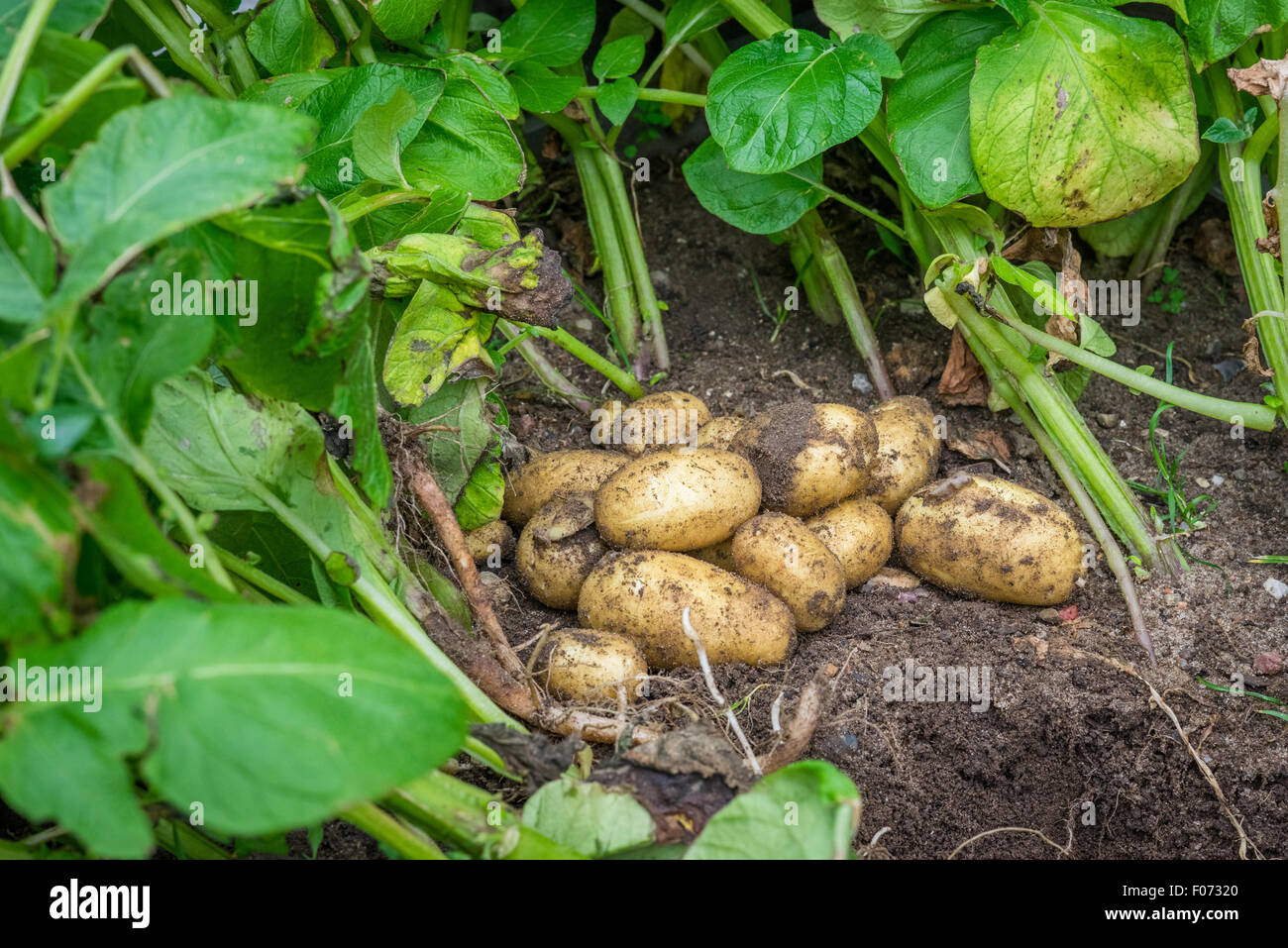 Fresh potatoes in the soil in the garden Stock Photo