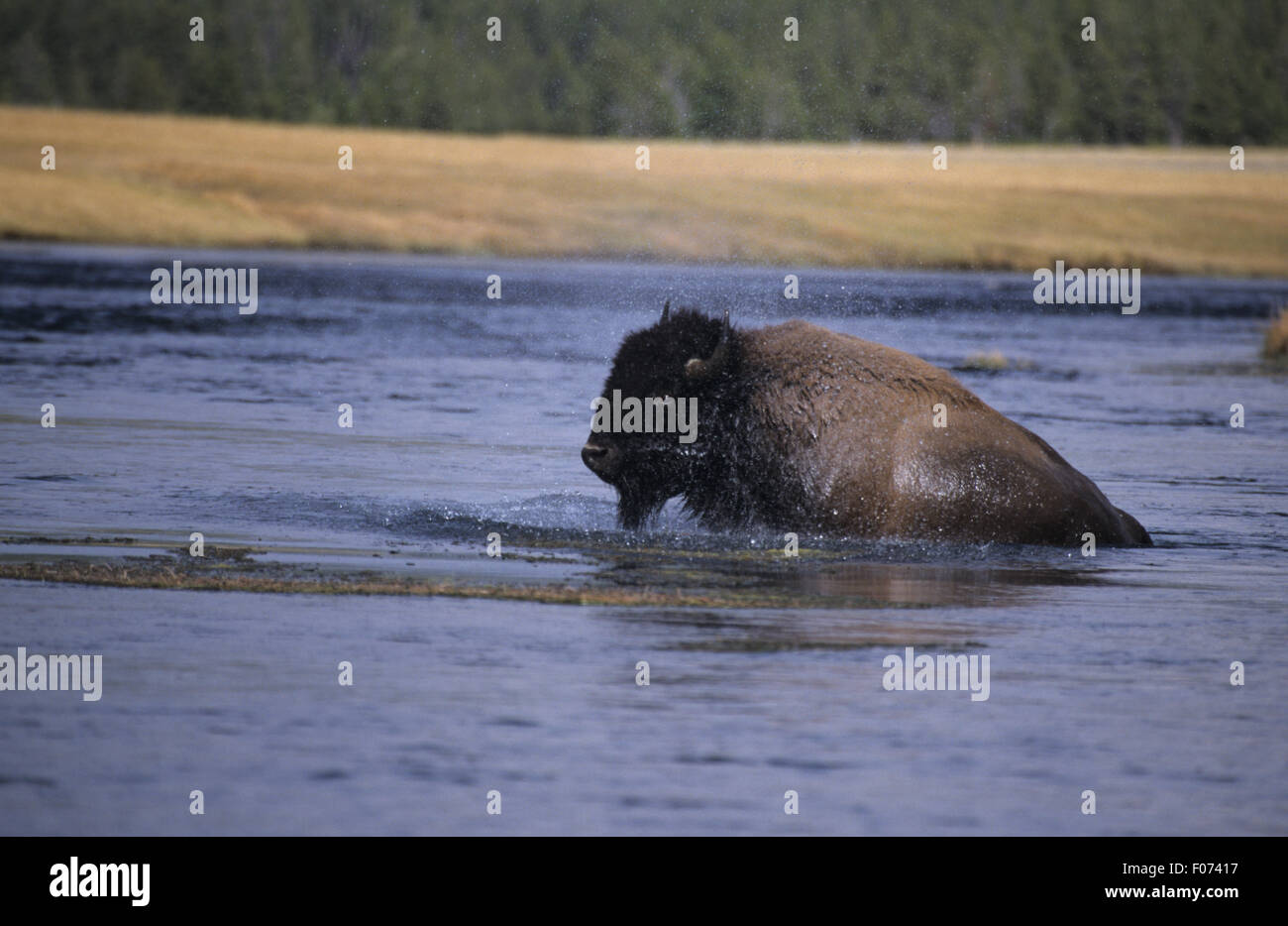 Bison taken in profile looking left climbing out of river soaking wet Stock Photo