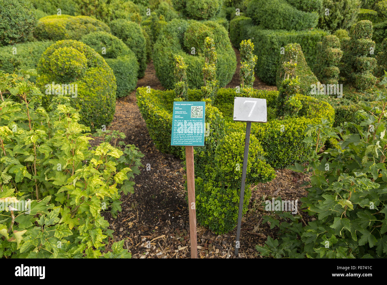 Common Boxwood, Buxus sempervirens in the Historical Garden Aalsmeer, a botanical garden, North Holland, The Netherlands. Stock Photo
