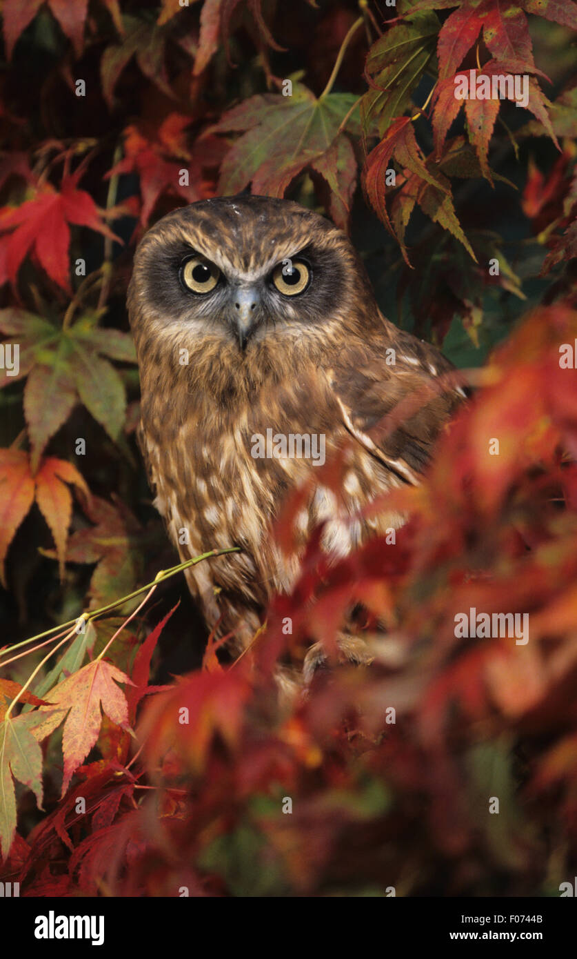 Boobook Owl taken from front perched in red and yellow autumnal leaves looking out at camera Stock Photo