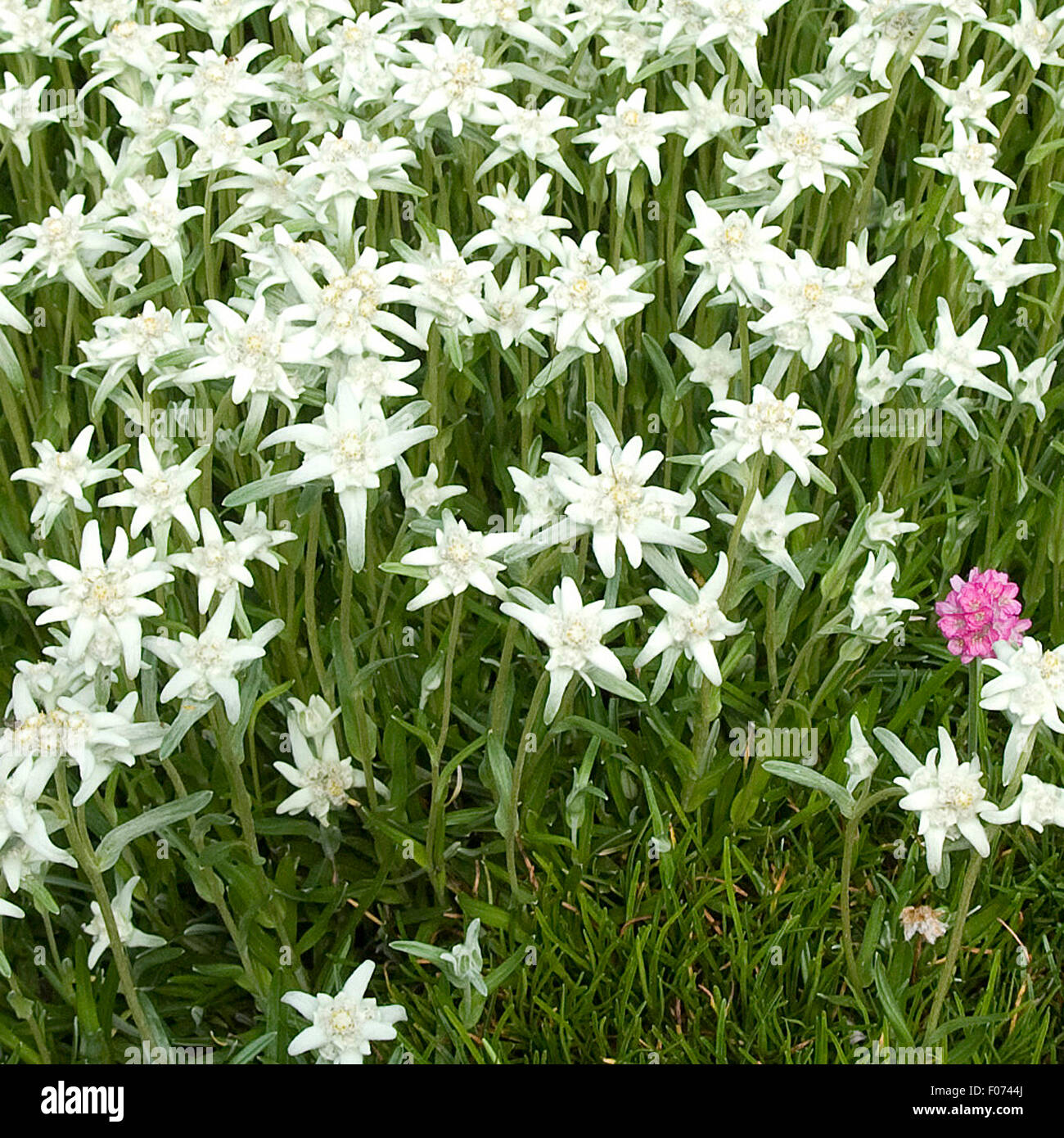 Edelweiss, Alpenblume, Stock Photo