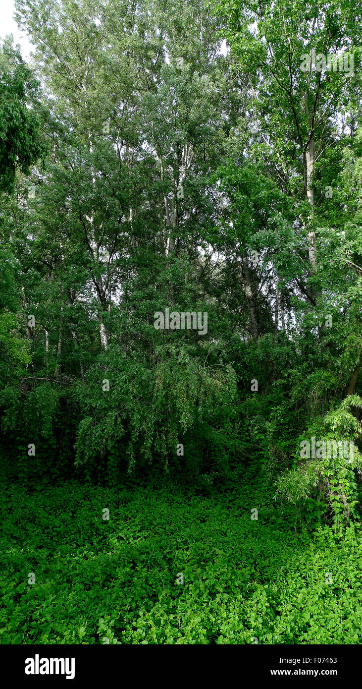 Vegetation of  Monferrato. Stock Photo