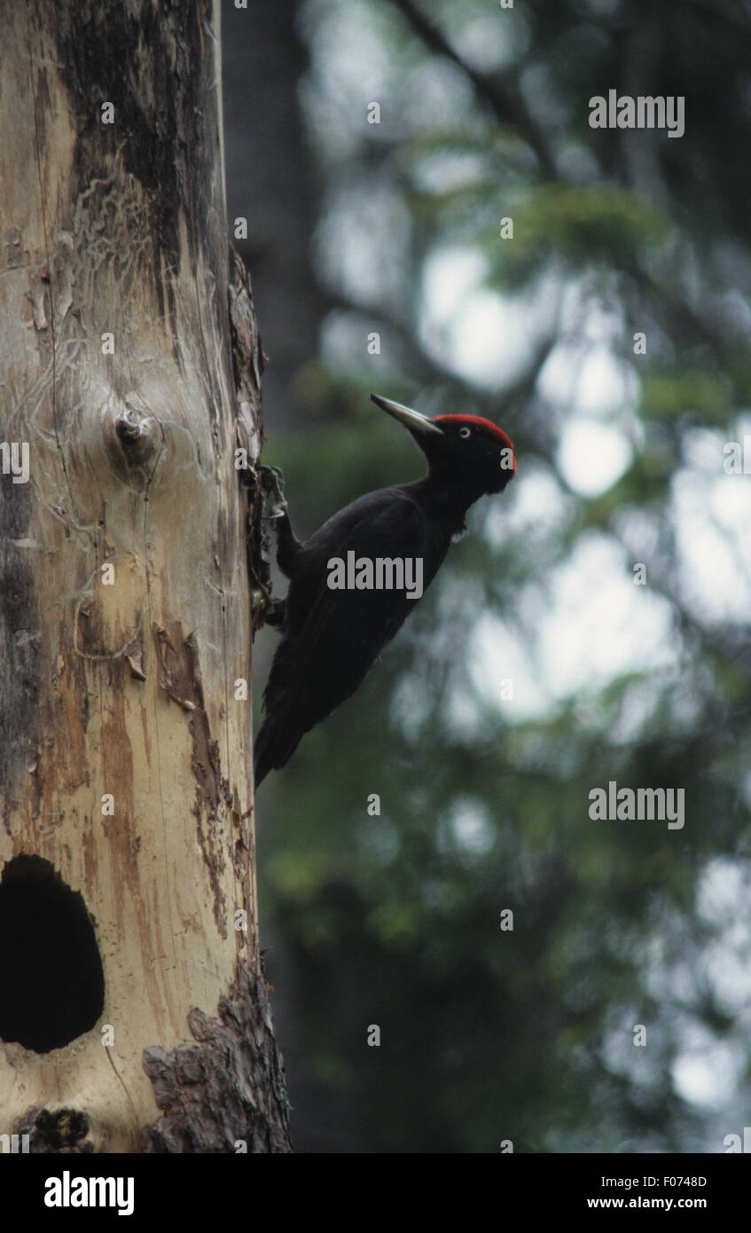 Black Woodpecker taken in profile perched on the side of a tree trunk by nest hole looking left Stock Photo