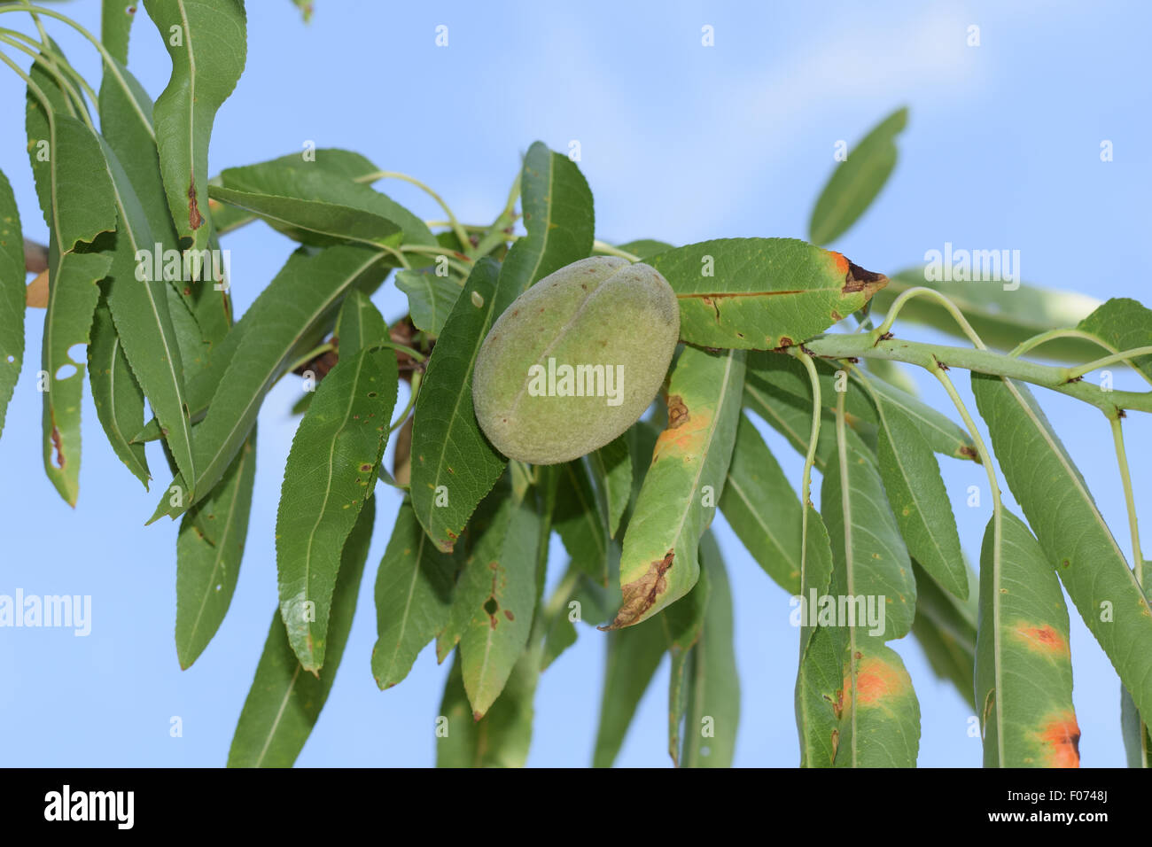 a not fully ripened almond hanging on a branch. Stock Photo