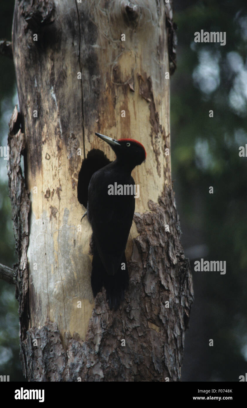 Black Woodpecker taken from behind perched on the side of a tree trunk by nest hole looking left Stock Photo