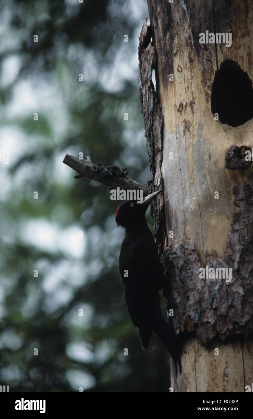 Black Woodpecker taken in profile perched on the side of a tree trunk by nest hole looking right Stock Photo