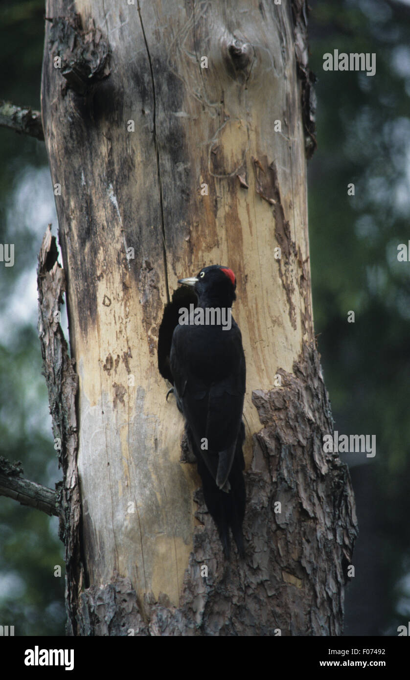 Black Woodpecker taken from behind perched on side of tree trunk in front of nest hole Stock Photo