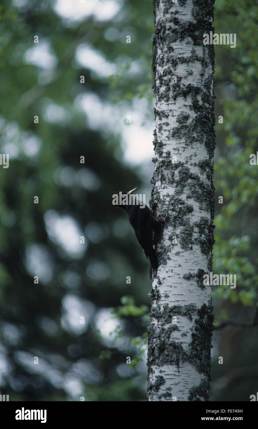Black Woodpecker taken in profile looking right perched on side of silver birch tree Stock Photo