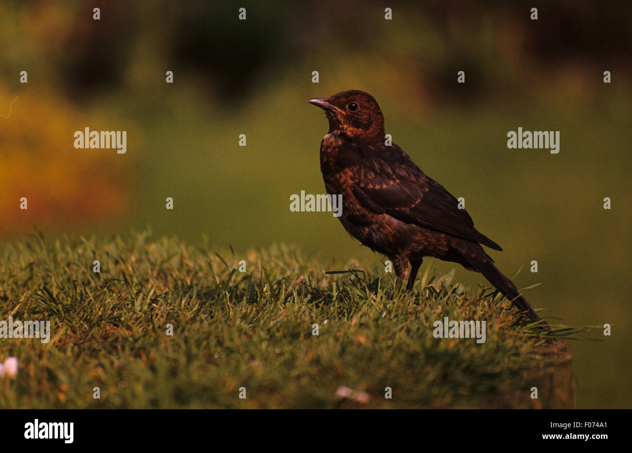 Blackbird taken in profile looking left standing on grassy mound Stock Photo